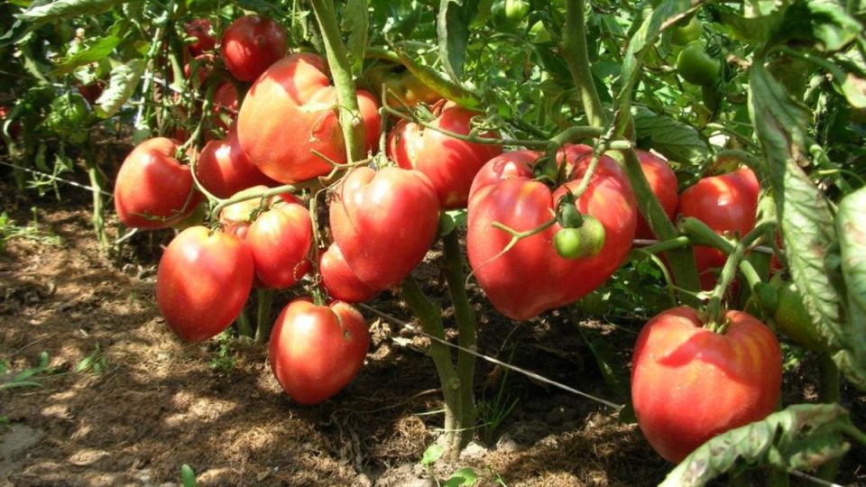 ���-9 ������ �������, �� �������� ����������� ������� �� ������