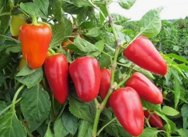 ������� ��������� �������: ��� ��������� ������ ���� � �������� �������