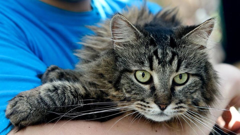 Будущее домашних животных: новые правила и больше ответственности