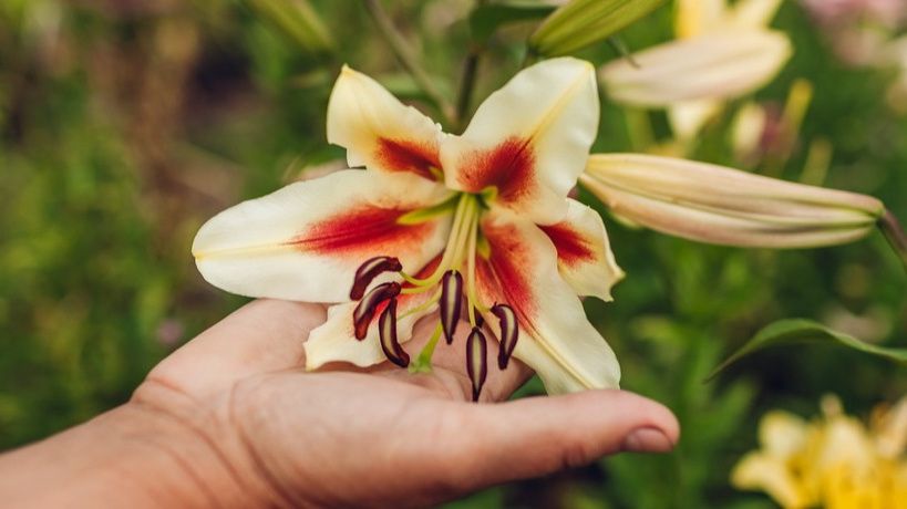 Правильная подкормка лилий для обильного цветения