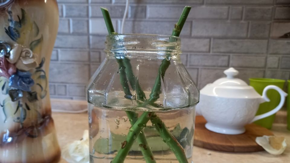 ��� ��������� ���� ��� �����: 5 ����������� �������