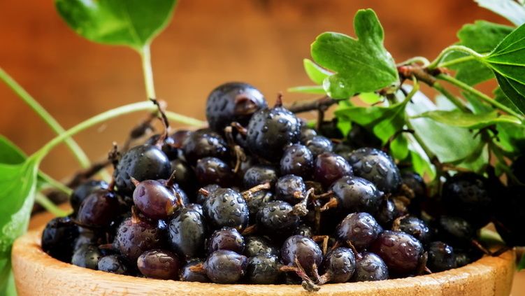 Как получить крупные ягоды черной смородины без химии