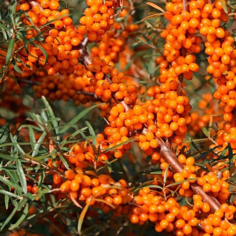 ������ �������� ������ � ����������� ����������