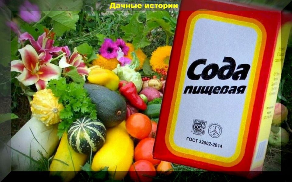Огромная сила соды: как использовать и чего избегать в садоводстве