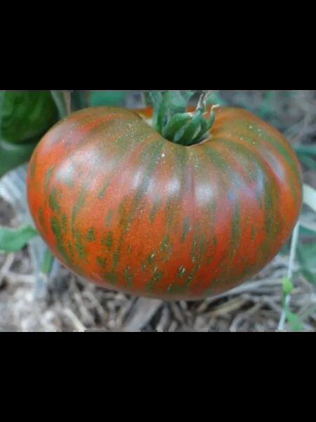 ����� ����� 20: ���������� ������ � ��������������� ���� ��� ������ �������