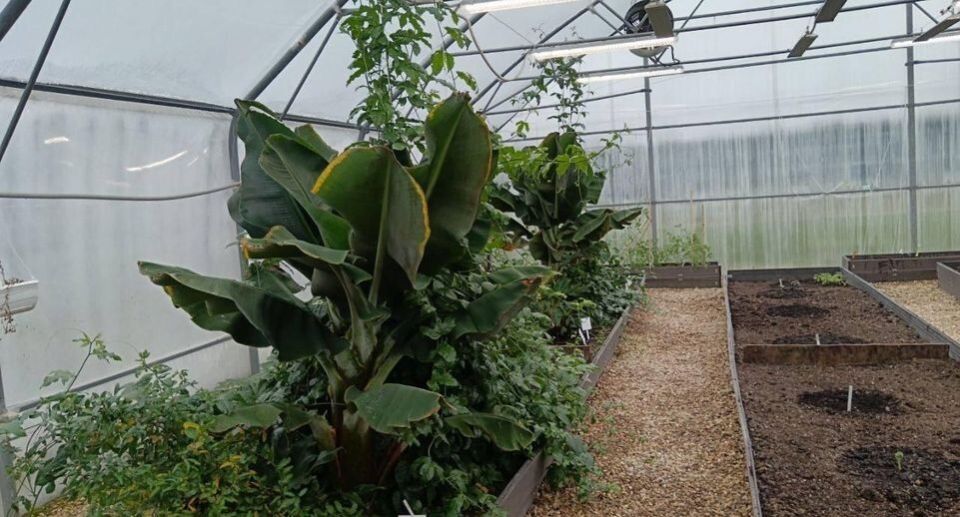 В Солнечногорске успешно вырастили маракуйю на инновационных грядках