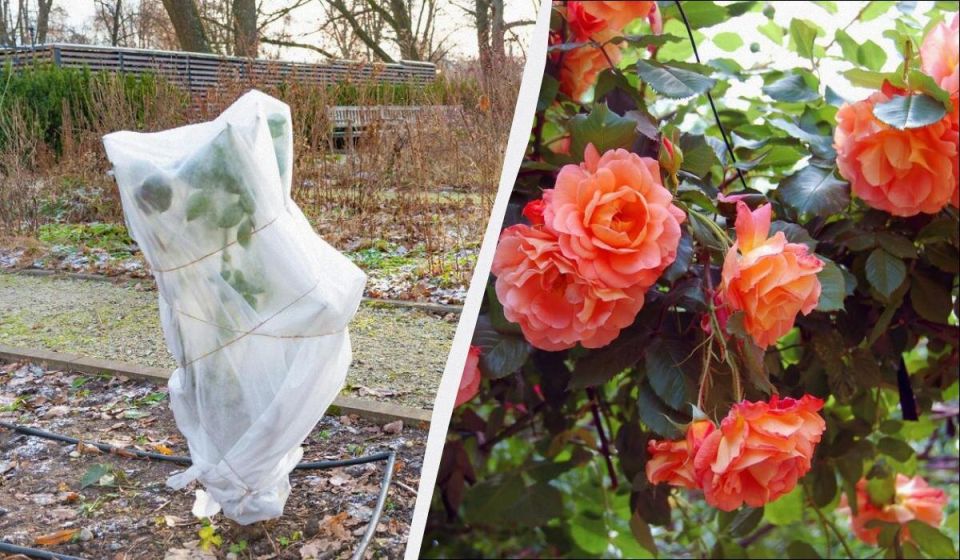 Как подготовить розы к зиме: легкие советы для садоводов