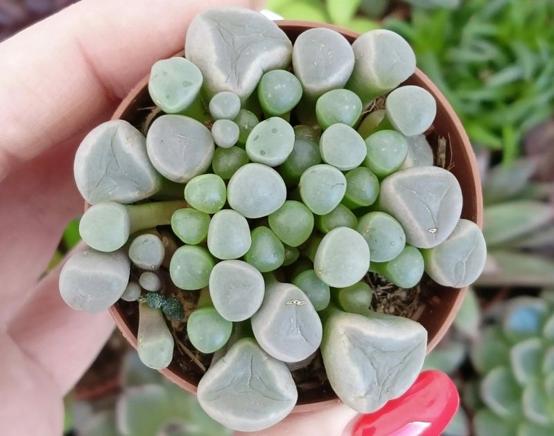 �����������: ����� ���� � ������� ���������� ����