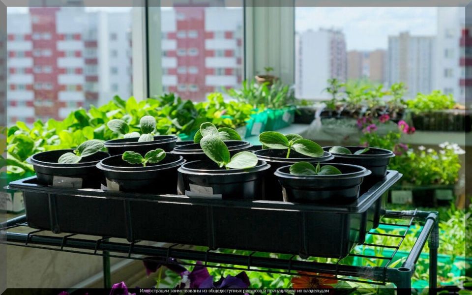 ��� ������� ���� ���� � ������: �������� �������� ��� ����������