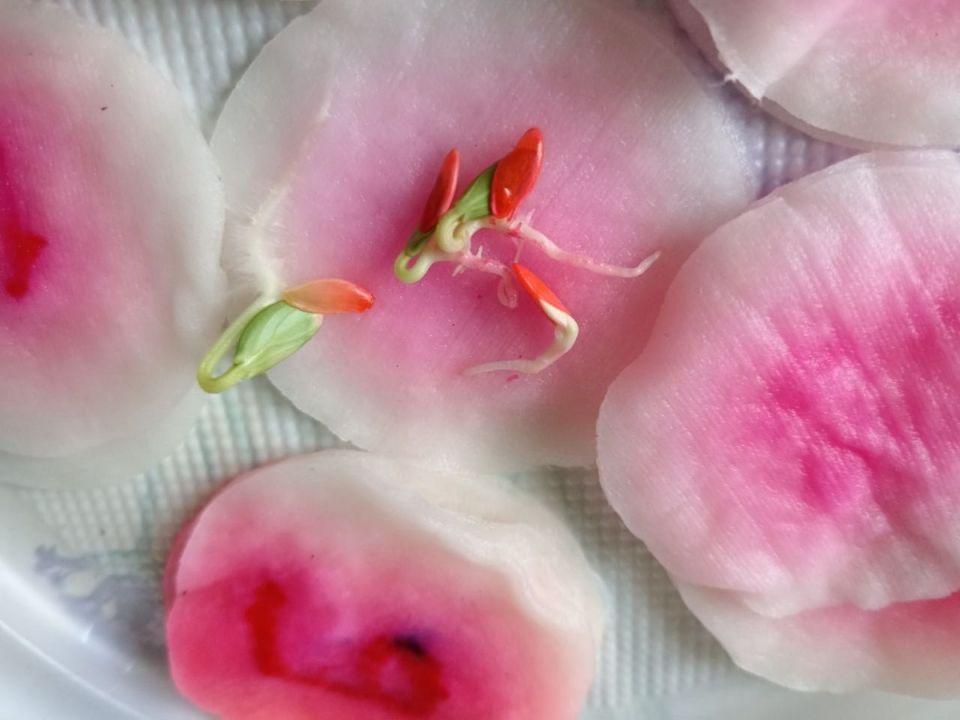 Огурцы: высадка в конце июня — возможно ли это?