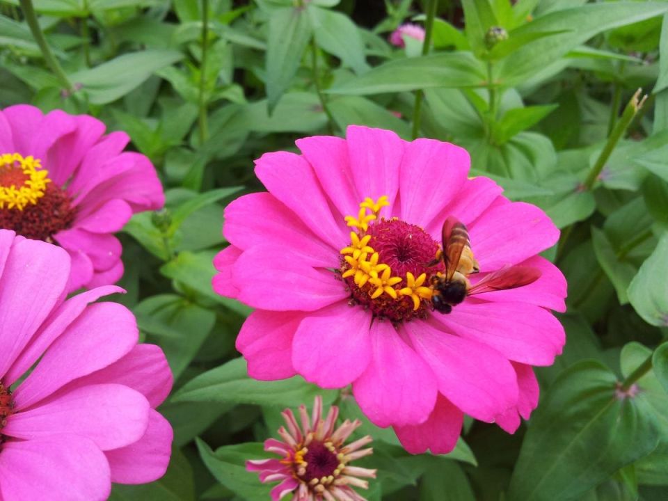 Цинния: цветочное чудо зимней посадки для яркого сада