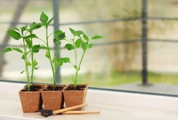 ������ ����������� ��� ��������� ����������� �������