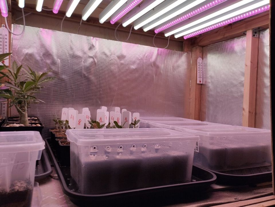 Как вырастить Алоэ на 12-м этаже: от семян до рассады