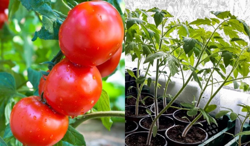 Как вырастить помидоры в горшке: секреты круглогодичного ухода