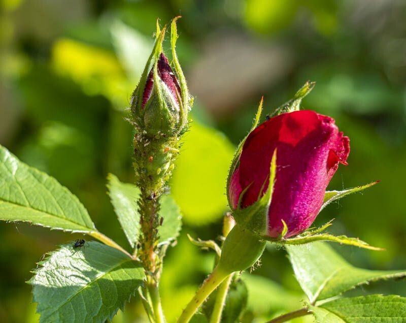 ��� �������� ��� �� �����: ������ �� ����������� ������