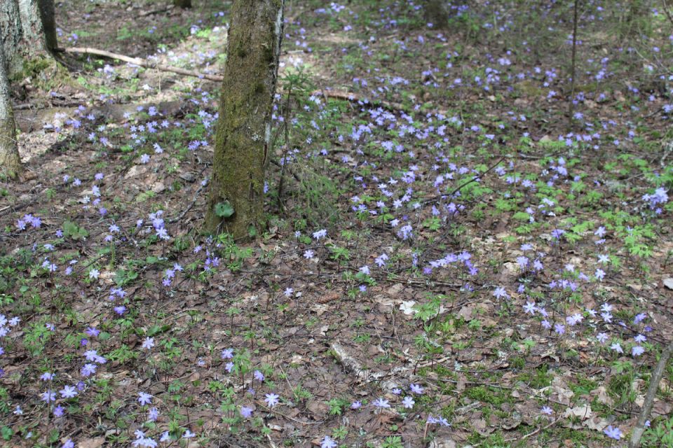 ��� �����������: ��� � ��� ��������� �� ����������