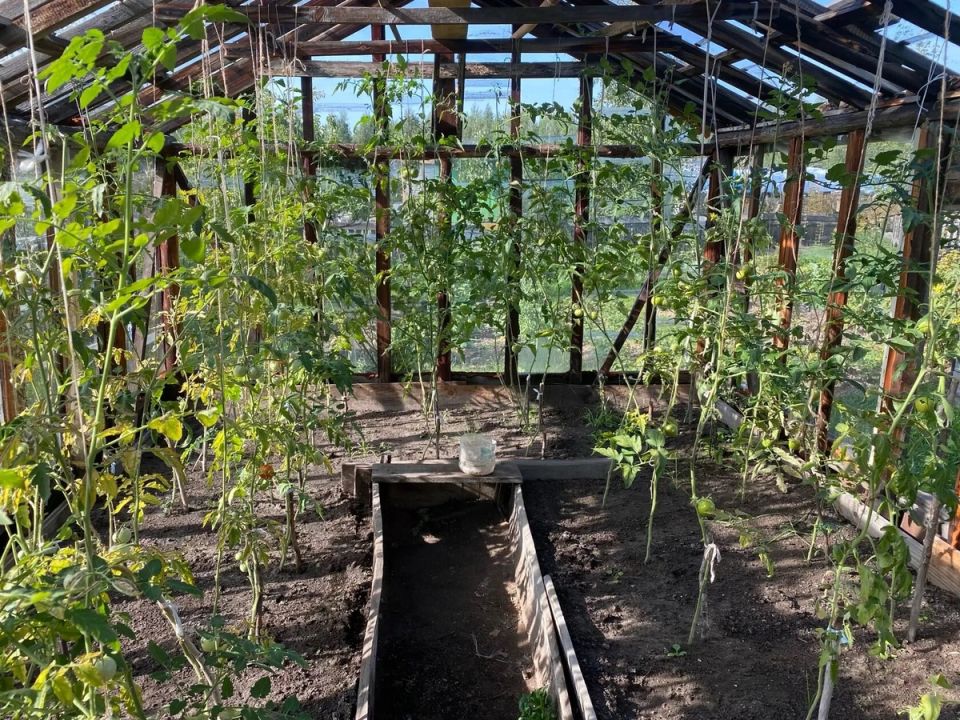 Как правильно подготовить грунт в теплице после убыточного сезона с томатами