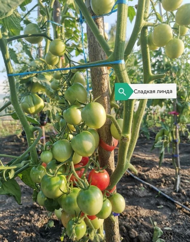 ����� ����� ������� 