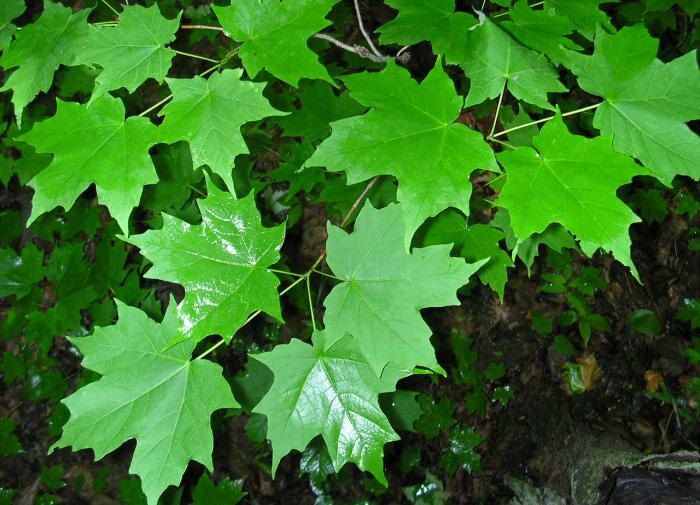 Корневые проблемы и аварийные ветки: деревья, которые лучше держать подальше от дома