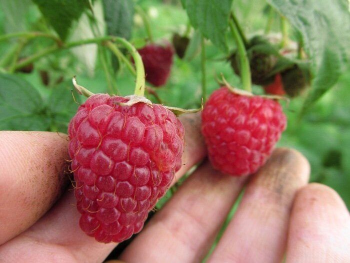 ���� ��� ��� �� ��������: ��� ���������� � ��������� ��������