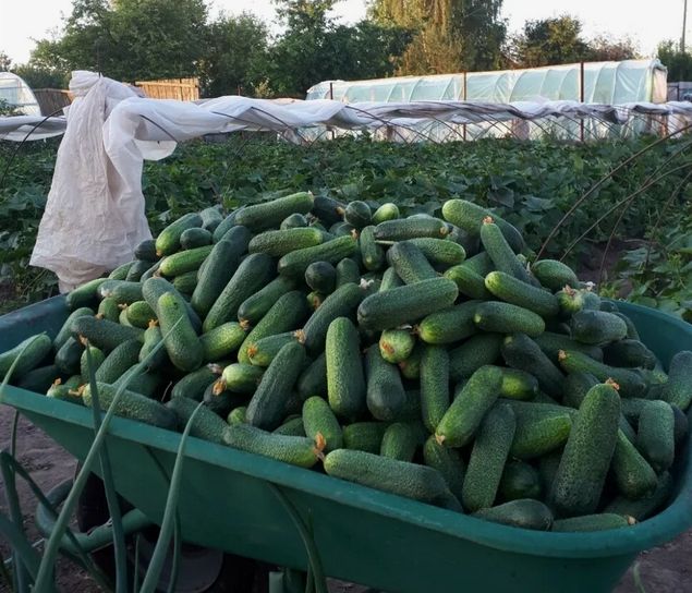 ��� �������� ������ �� ��������� ����: ����������� ������