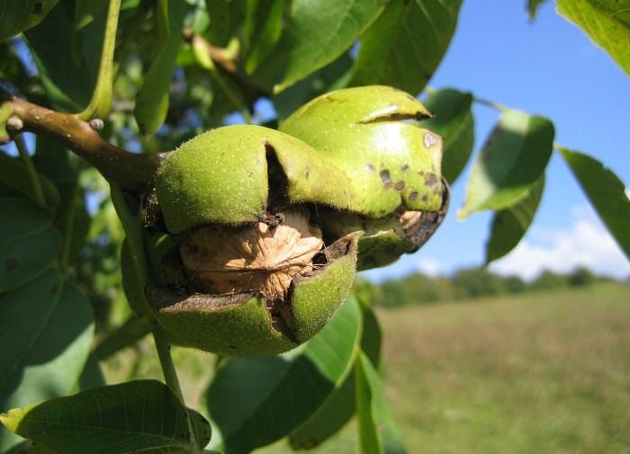 ��� ��������� �������� ������, ������� ������ ���������� ������ ����