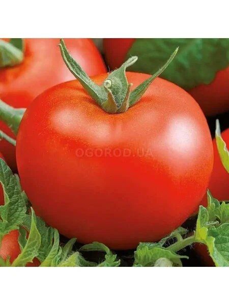 ����� �����: ��������� ����� ��� ���������