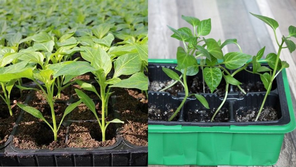 ������� �������� �������: ��� ������ � ������� ��� ����