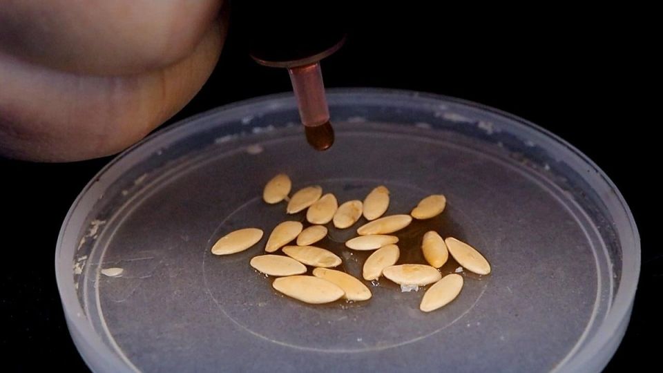 ����� ������ �� �������: ����������� ����� �������������