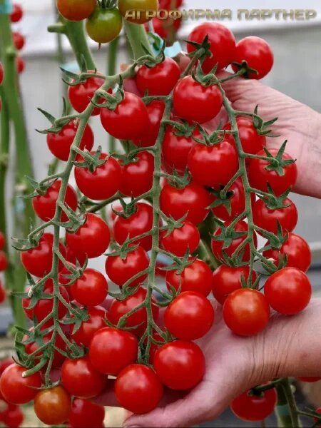 ����� ����: ���� � ������� � ��������� ������ � �������