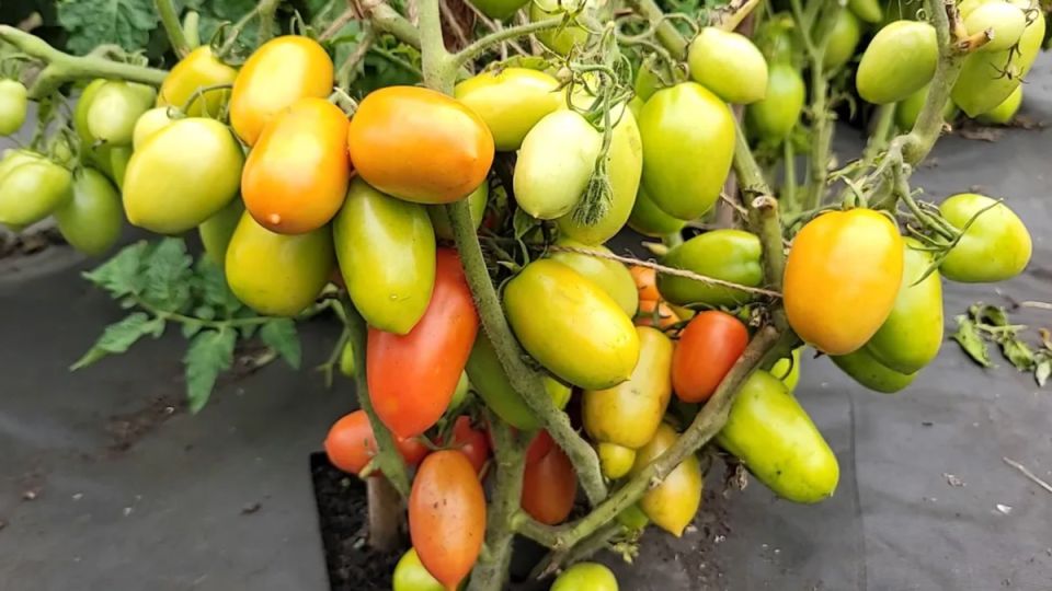 ���-10 ������ ��������� ��� ����������� ������ ���� � ������ ������