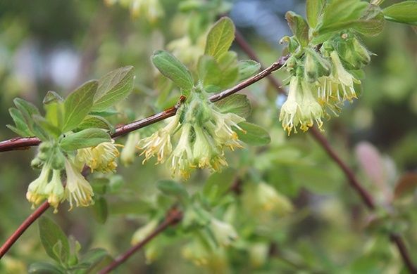 ����� ����� �������� ����� ��������� ������