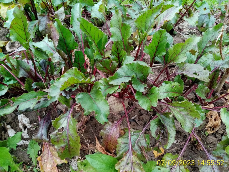 ������ ���������� ������: ���� ��������