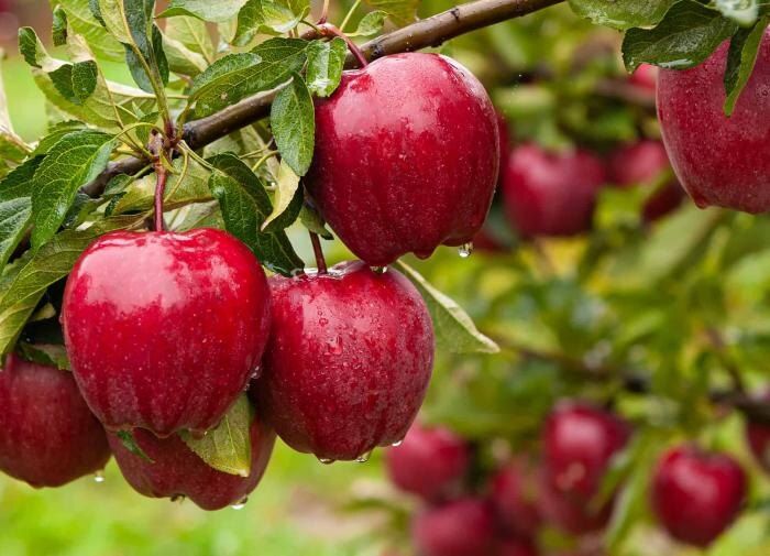 ������ ������� ��������� ��������, ������� ����� ������ ��� ������