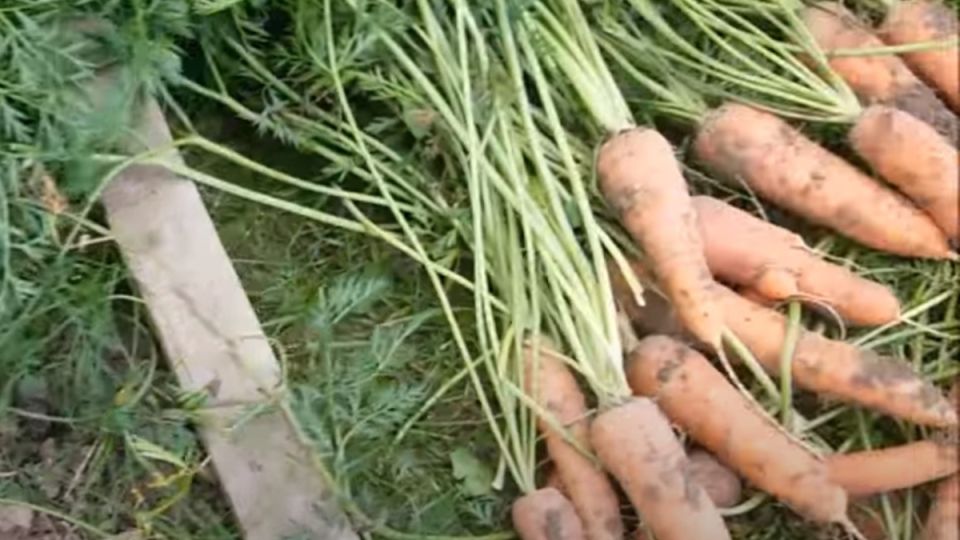 Как успешно вырастить овощи в суровой Сибири: советы для огородников