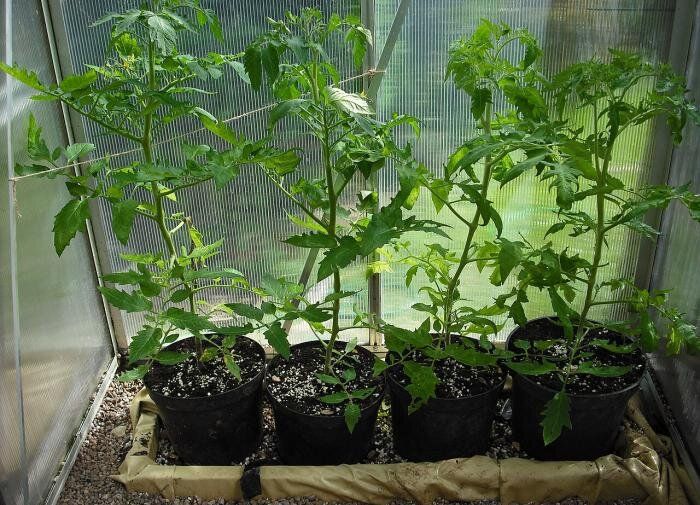 Как избежать преждевременного цветения томатов и получить максимальный урожай