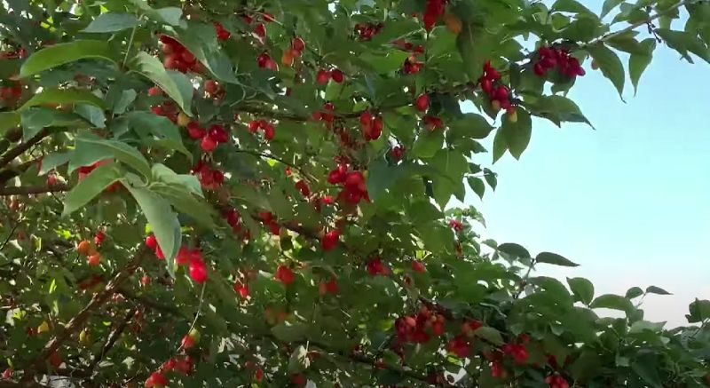 Удивительные ягодные приключения: как вырастить кизил и наслаждаться первым урожаем