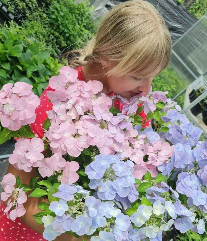 Ампельные гортензии: Френч Болеро Блю и Пинк готовы к продаже!