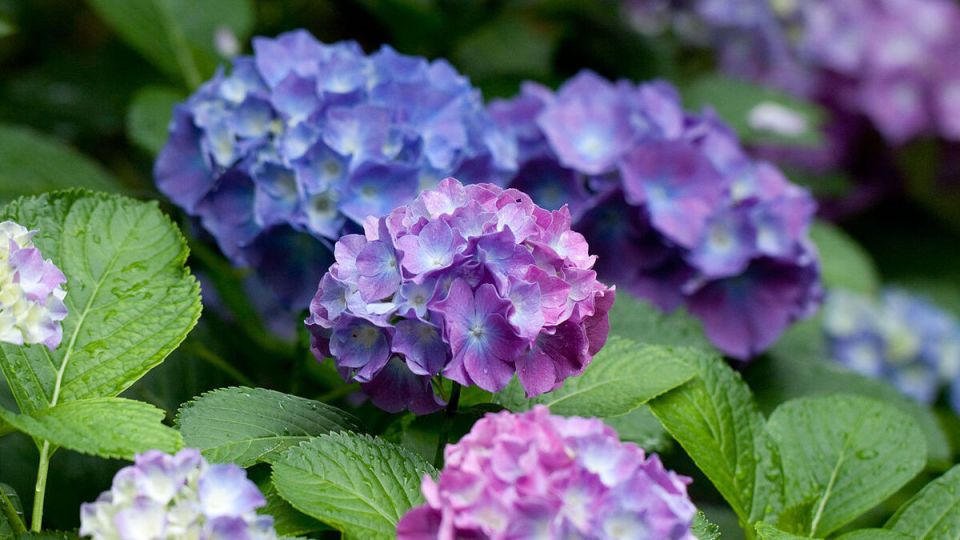 Когда и как подкармливать гортензию?