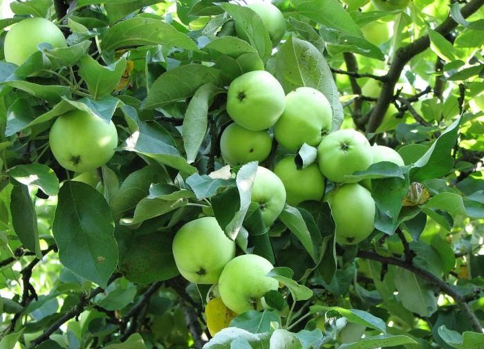 Как соседство с овощами влияет на урожай яблонь