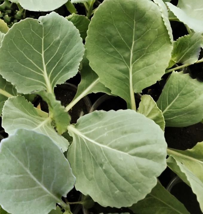 Гибридная капуста Мегатон: идеальный выбор для вашего огорода