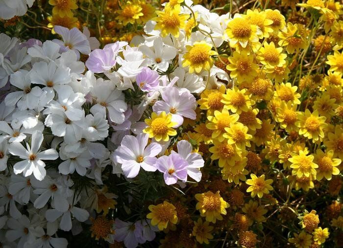 ��� ���������� ���������� ��� ���