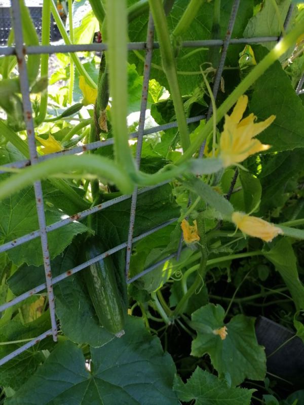 ����������� ������� � ������: ������� ������ � ����������