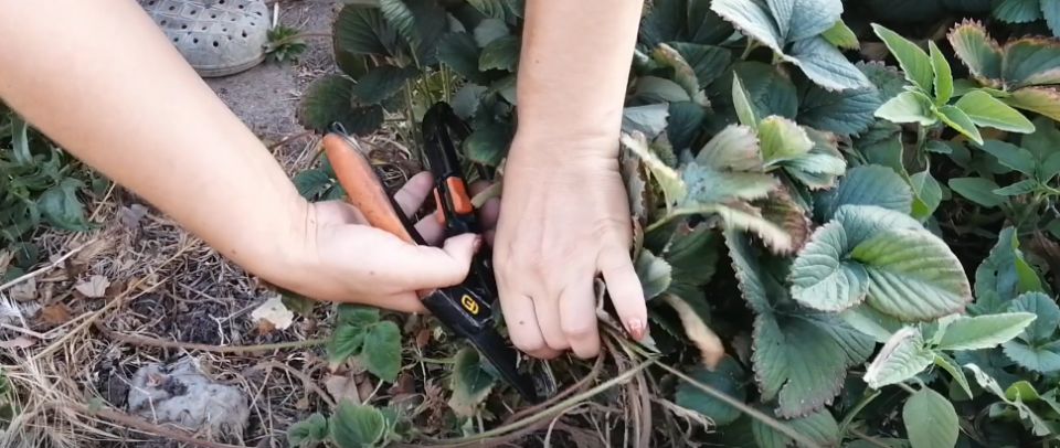 ���� ������ ������ �������� � ����� ������� � ��������