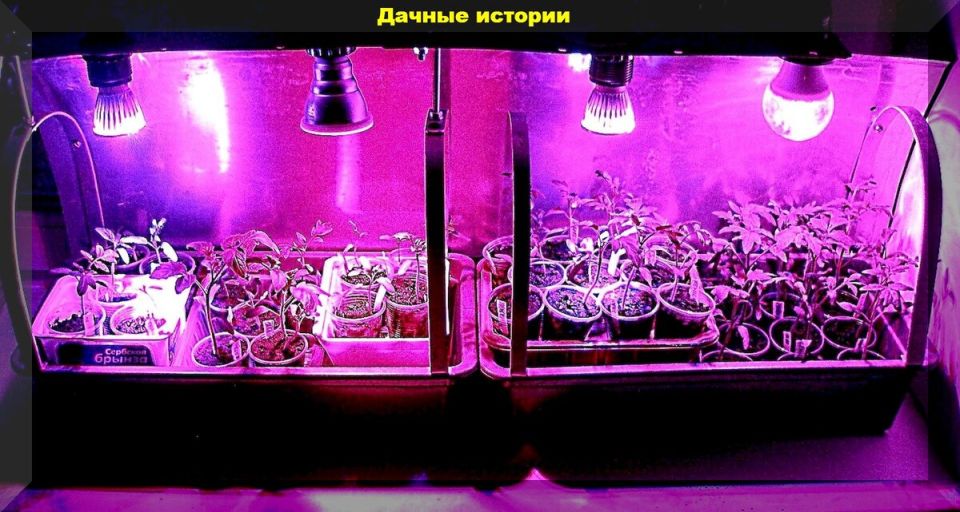 Томаты с максимальным урожаем: секреты Василия Корнилова