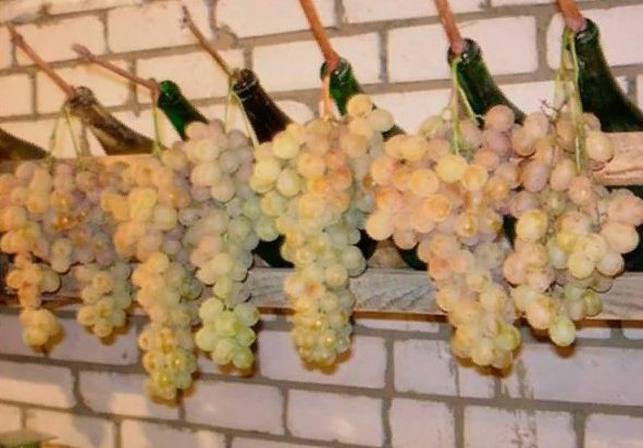 Умный метод хранения винограда в погребе: как сохранить свежесть до зимы