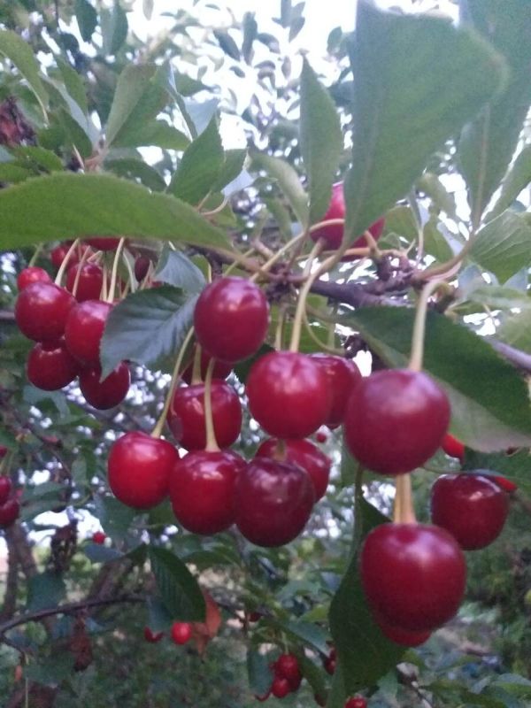 Можно ли получить вкусные плоды с поросли вишни после монилиального поражения?