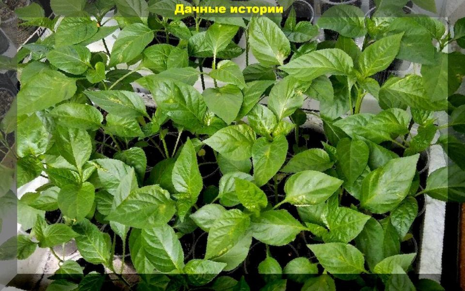 ������ ��� ����������� ������� �����, � ������� ����� �����