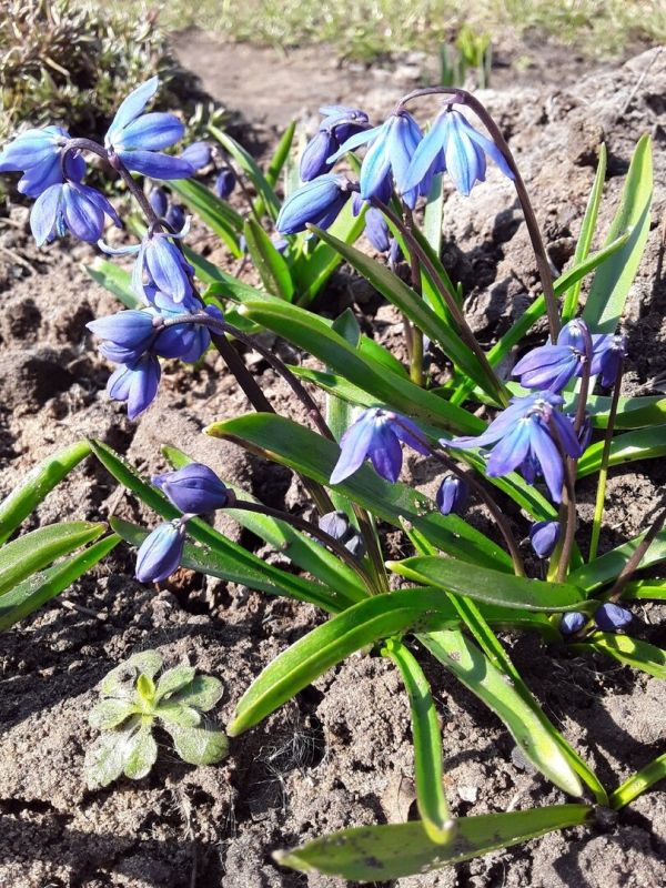 Синие цветы в саду: как создать непрерывное цветение на протяжении сезона