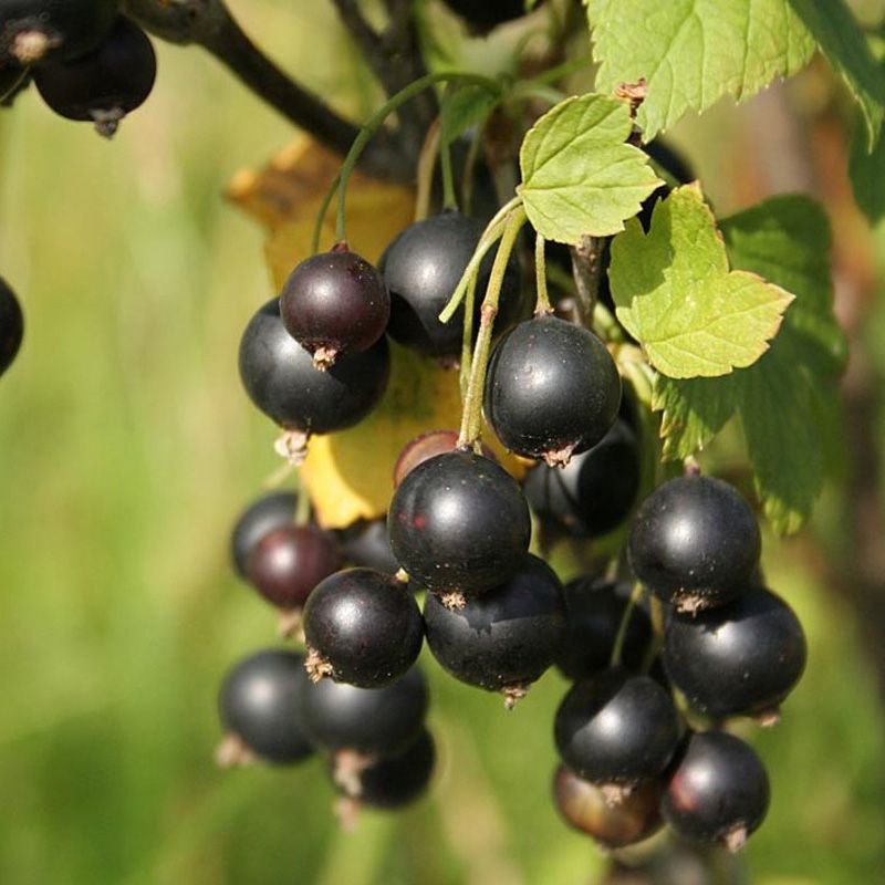 ���������: ��� ��������� ���������� ���� ������� ������� ����